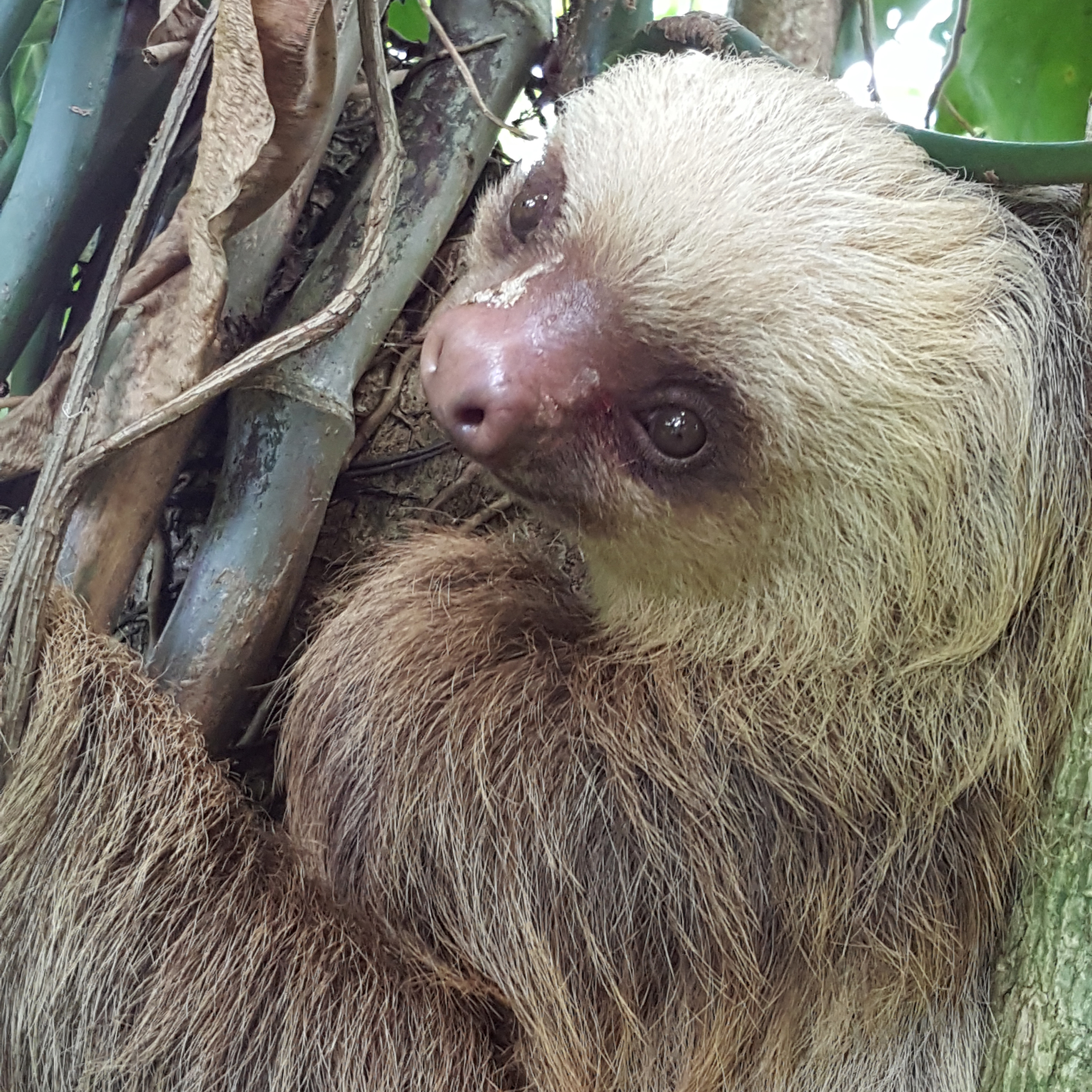 two toed sloth